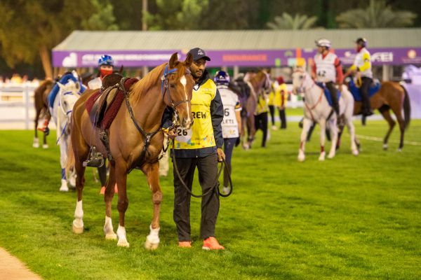 A crew member calmly leading an endurance horse at Butheeb